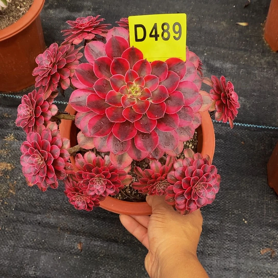 ~***啦489黑铜白55555555555