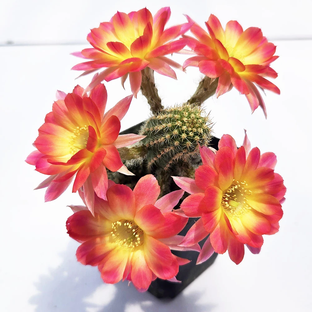 仙人球多肉美花复色白檀开花机器易群开多肉盆栽白檀红黄渐变韶华