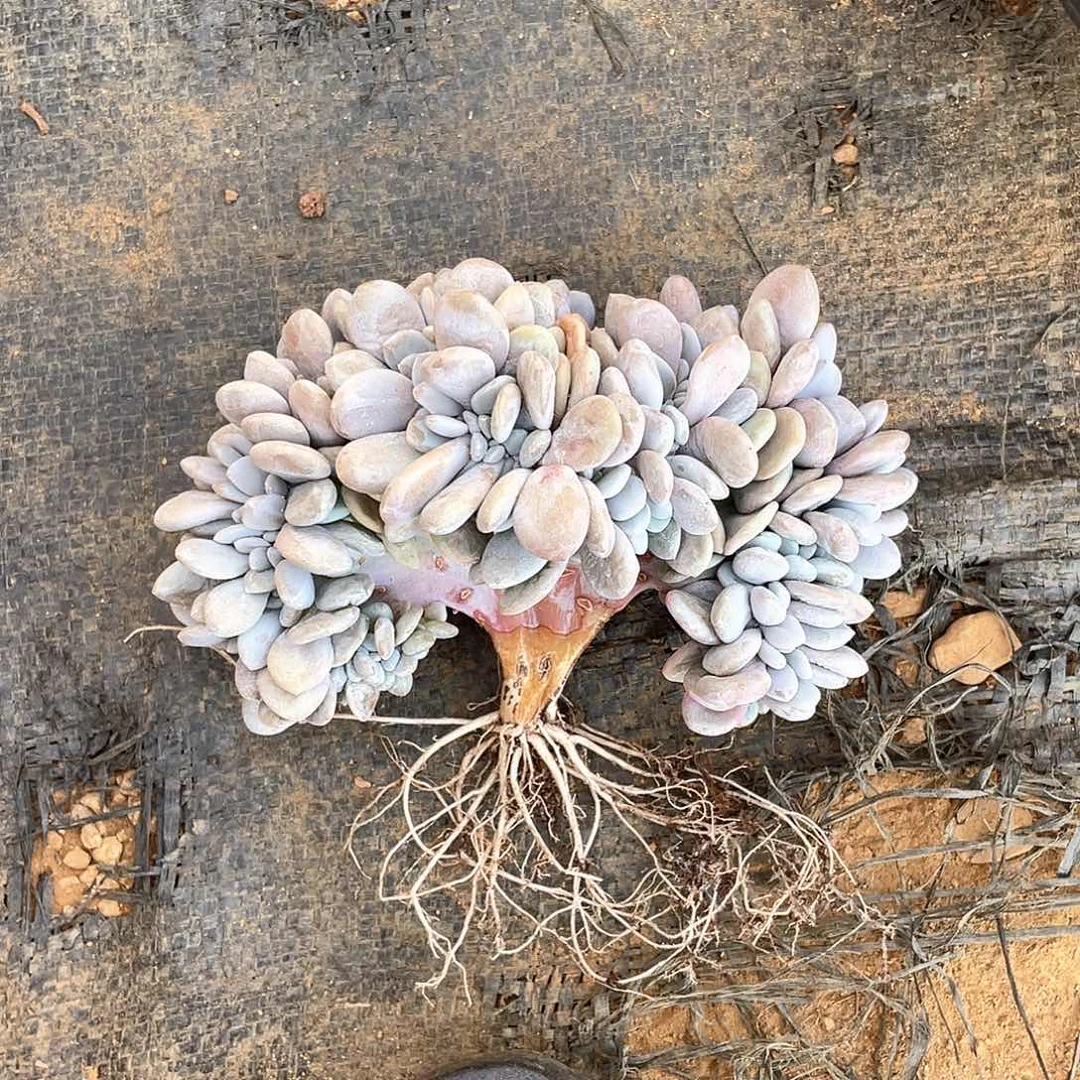 唯*多肉植物多肉植物