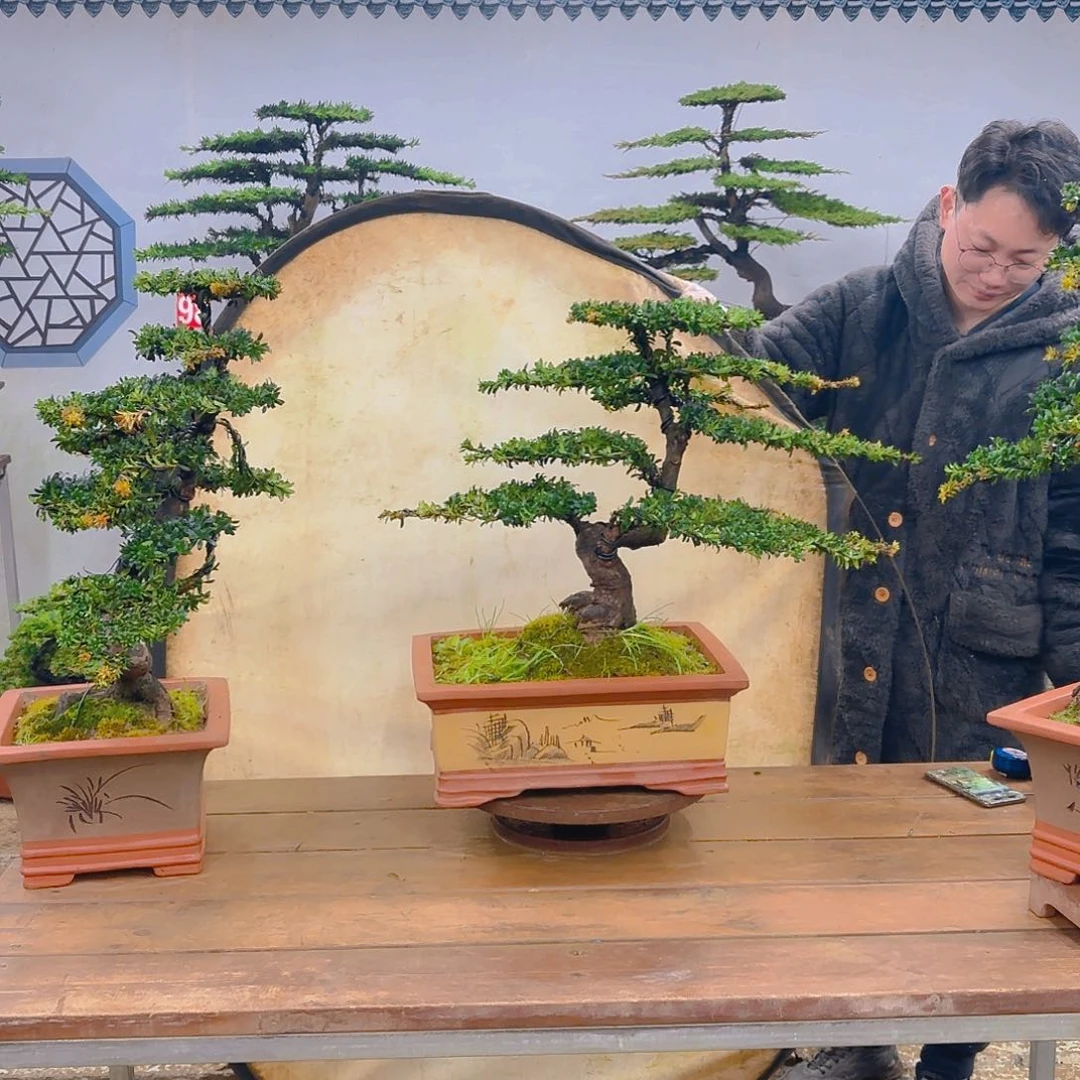 木红芽罗汉松带盆