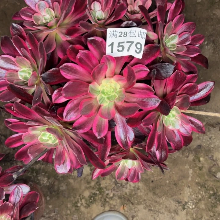 1579婚纱杆歪多肉植物