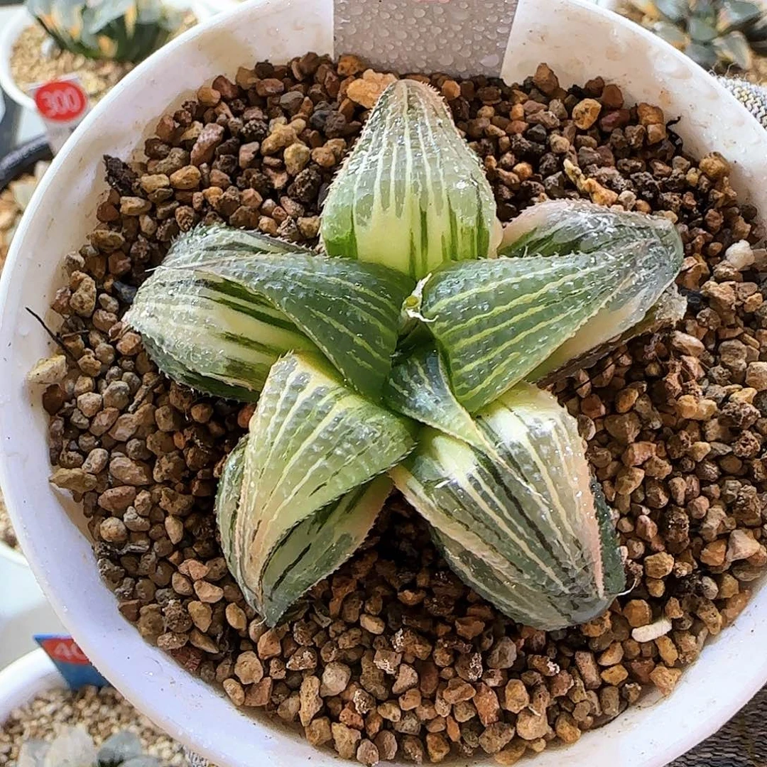 239芭堤雅青鸟优选完美锦 6.5 厘米左右一物一拍带盆发