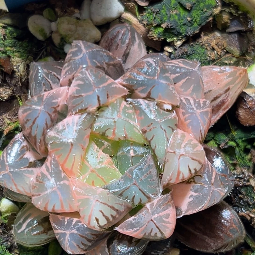 恭喜发财大吉大利0361多肉