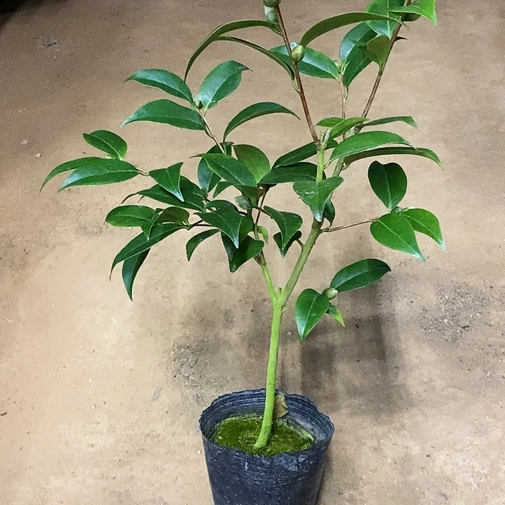 无花朵圣诞帽。