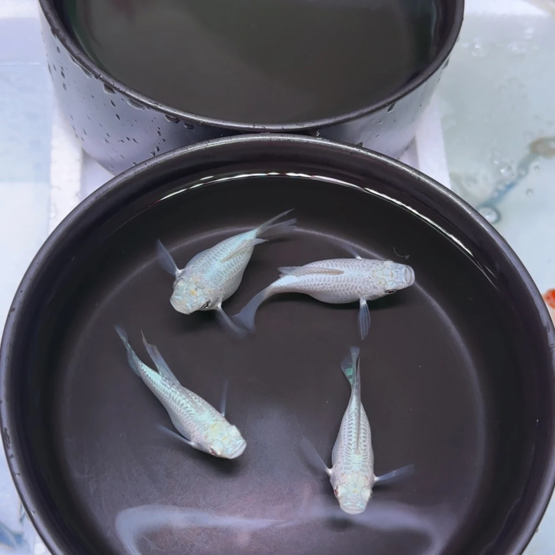 海水玛丽球种鱼银色3+1