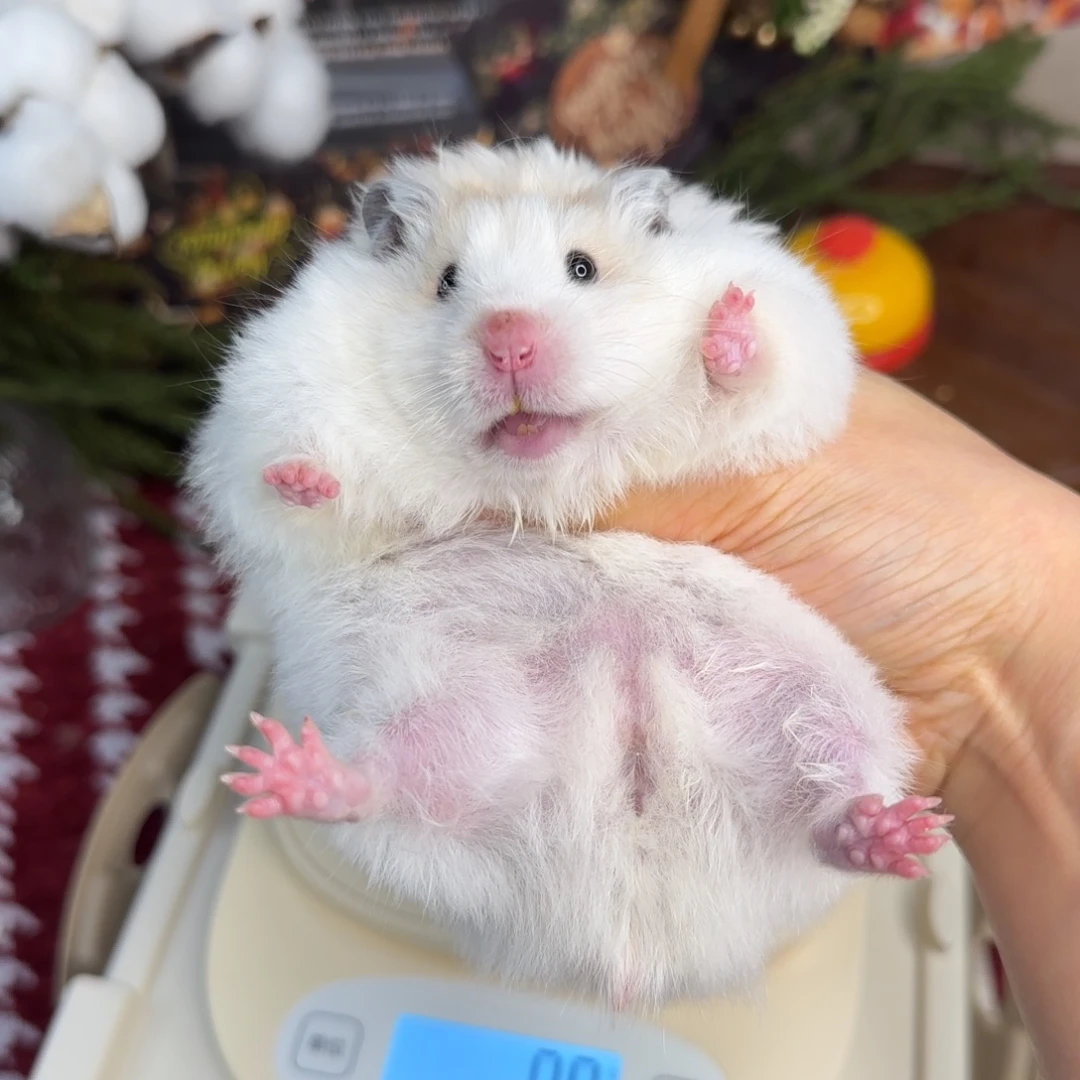 黄波妹妹226g6个月