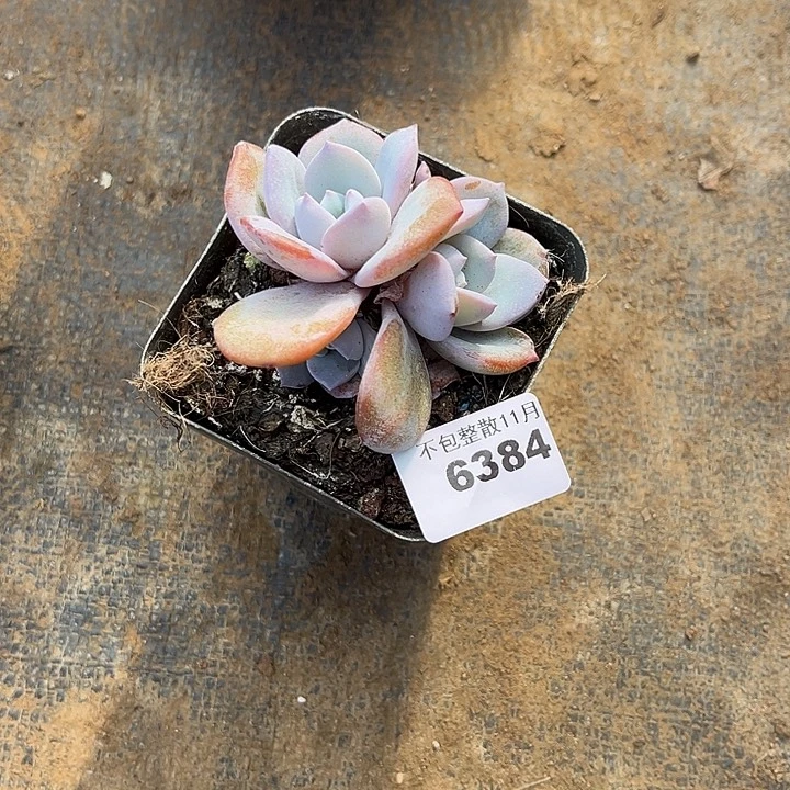 阿雅园艺。       6384奶茶