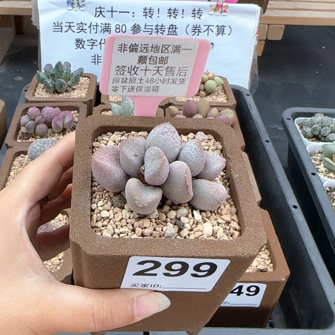 文*299甜心多肉植物