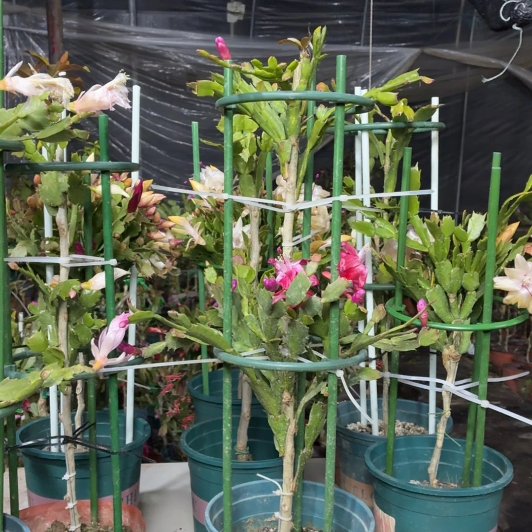 天***）无花朵天源花友叶仙嫁接两层红色