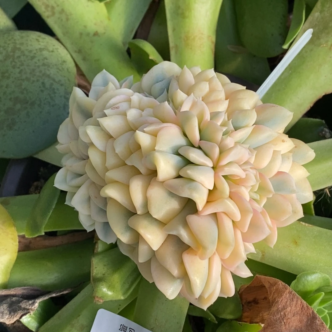 536雪精灵缀化福伦锦嫁接的