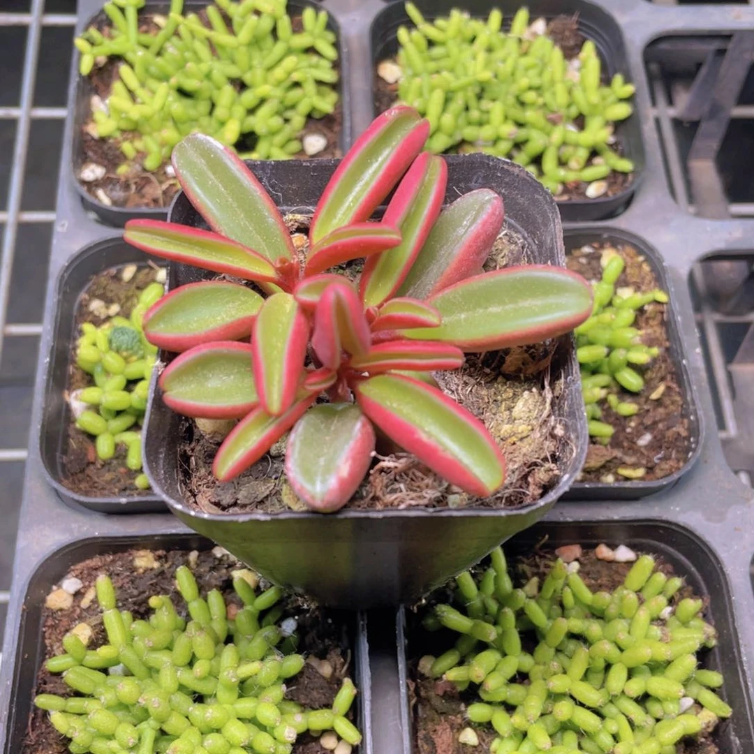 红背椒草多肉9.9包邮