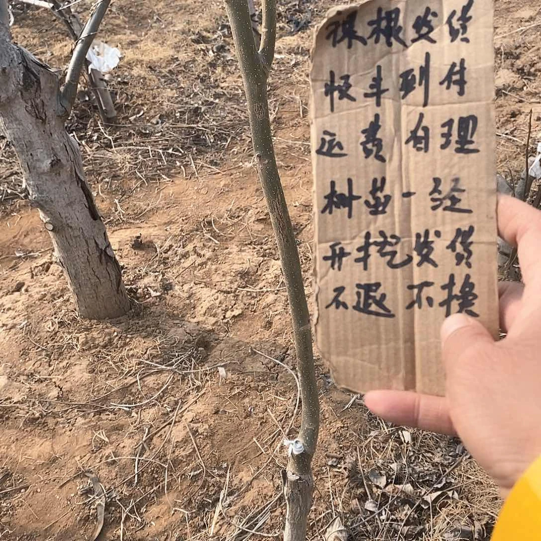 文玩核桃把件记***著蛤蟆