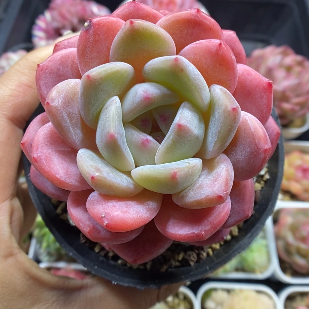 母本刚毅可拍903号