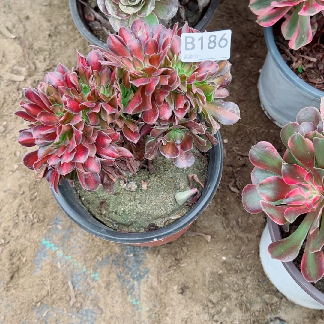186晚霞缀化多肉植物