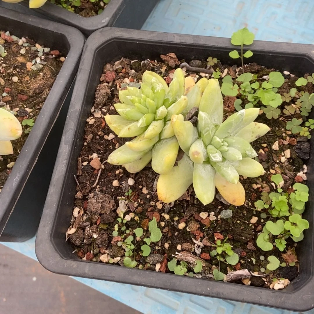 拇指多肉植物啦啦啦