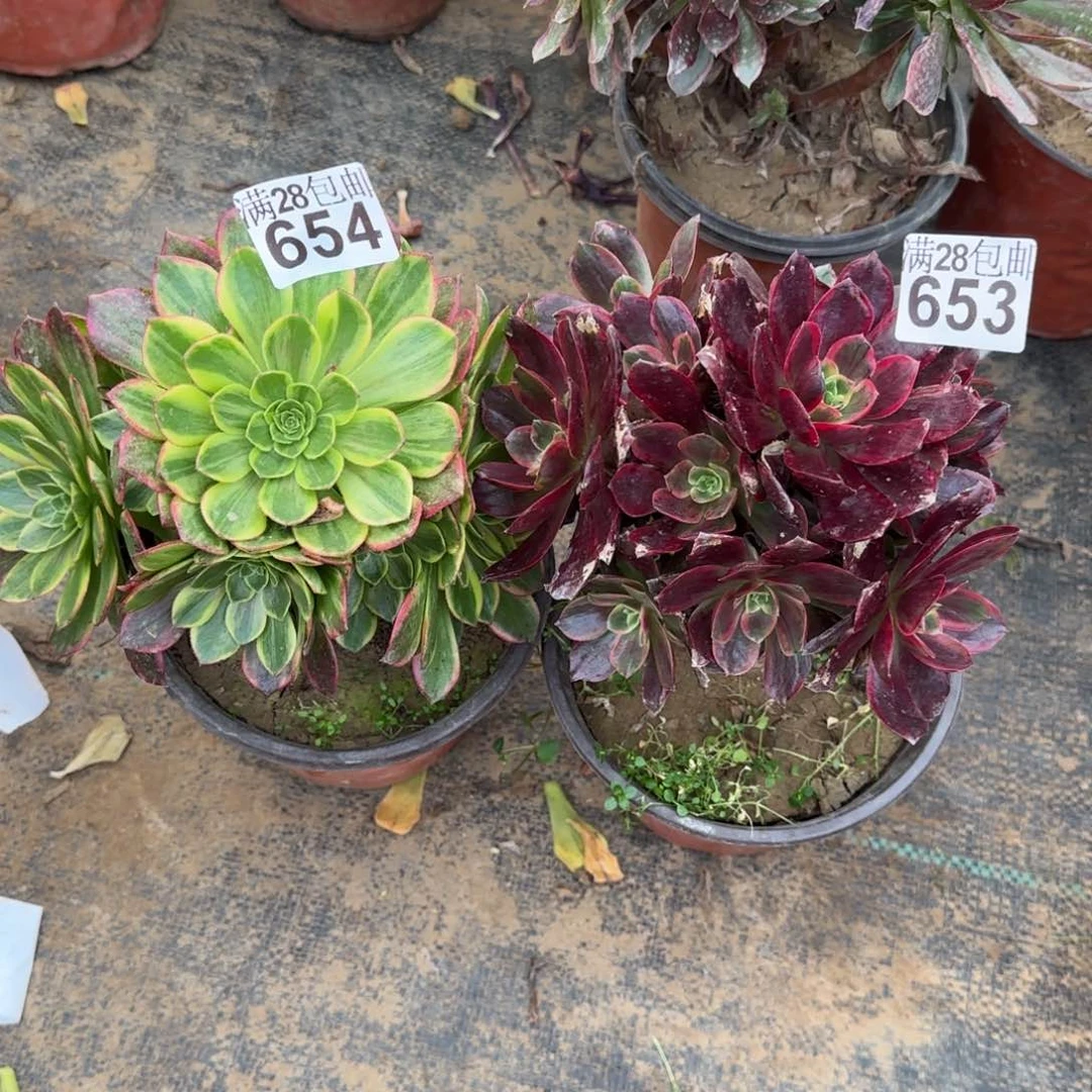 廾****B多肉653+654满28包邮断枝不包