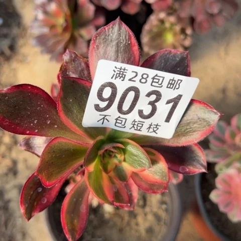 红魔女有砍9031法师
