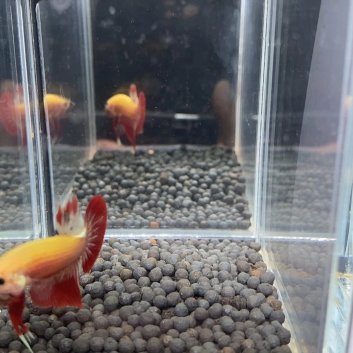 斗鱼泰国斗鱼594号