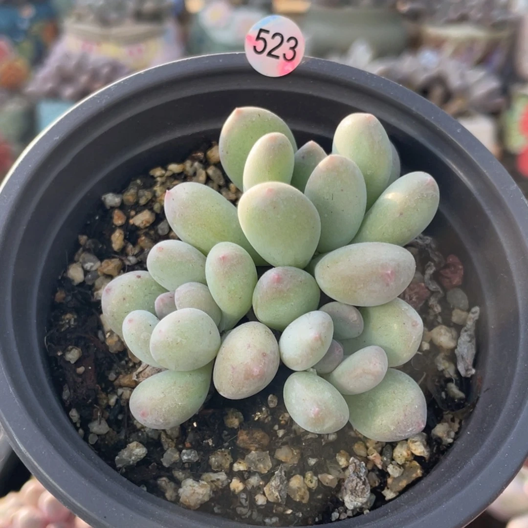萤火奶酪多肉植物