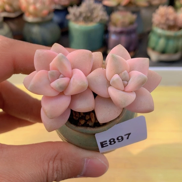 一物一拍满38包邮 E897