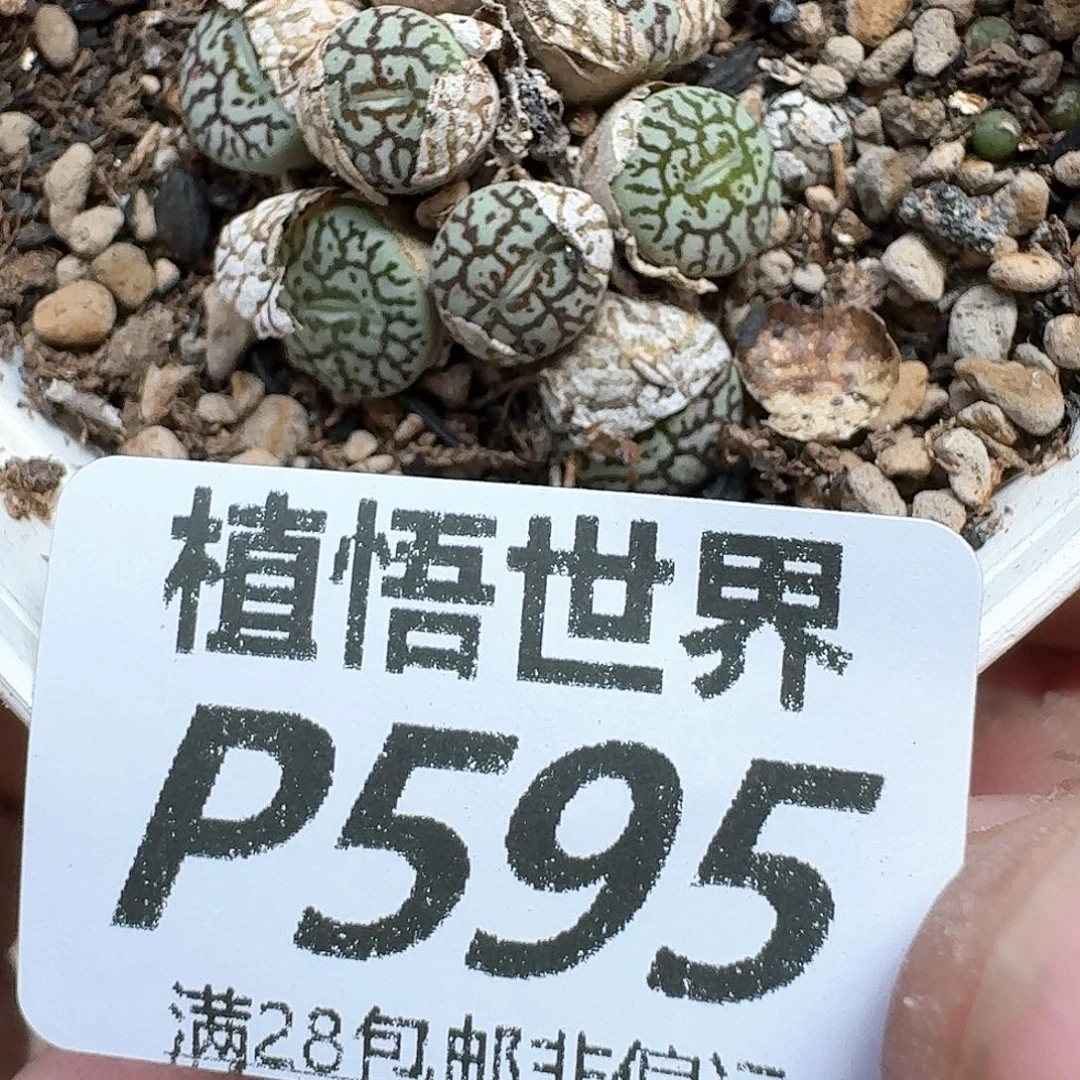 多肉植物的润泽地方
