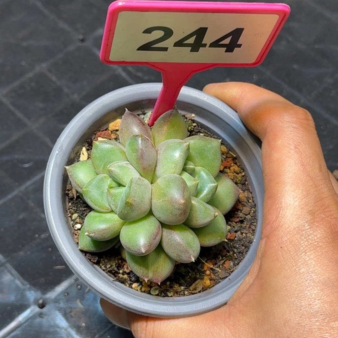 小***业多肉植物黄象牙群244