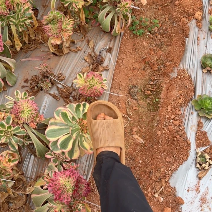 寄养空包链接啊啊