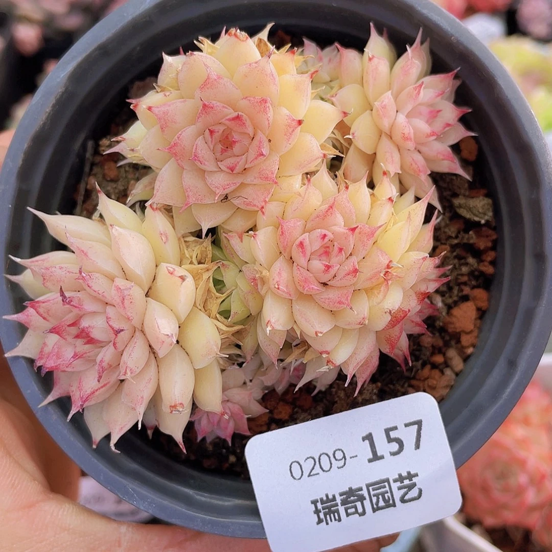 000000000000157量拍