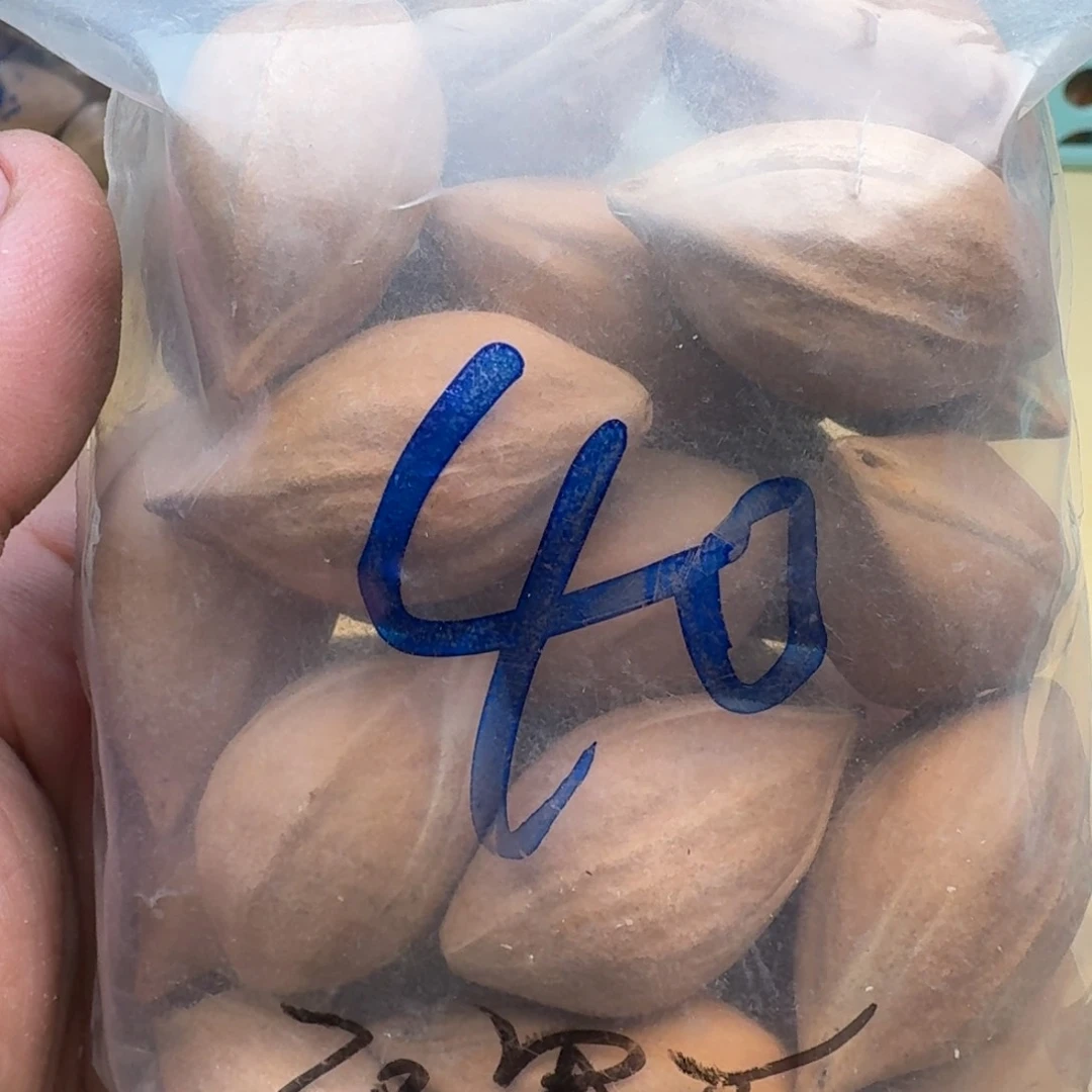 橄榄核手串/手链尺寸2.0*3.5左右