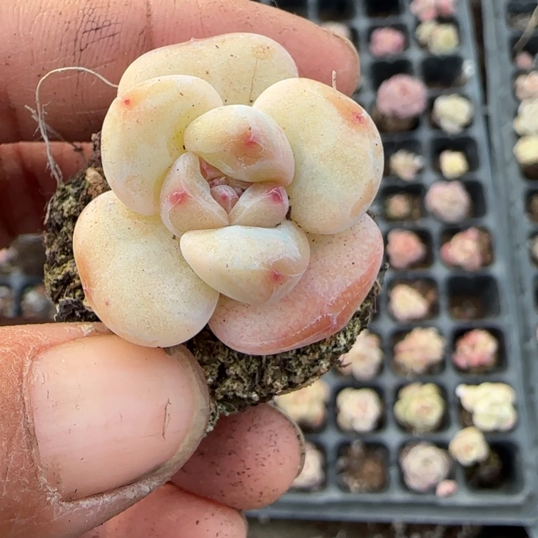多肉小卡拉米糖心一物一拍
