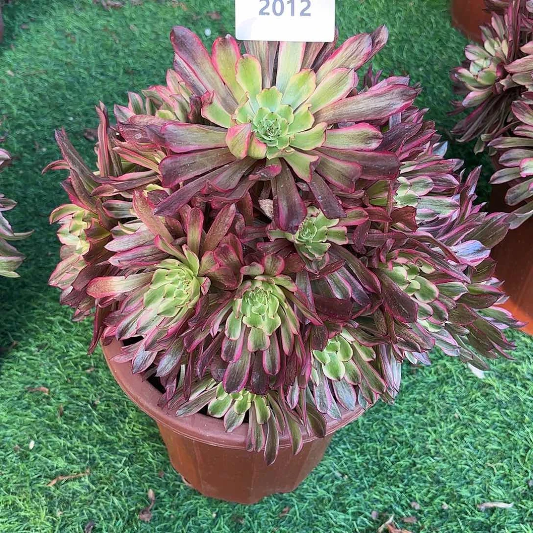 多肉法师凌波仙子2012