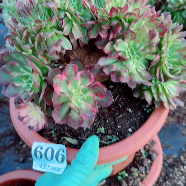 606海王缀化多肉植物满28包邮