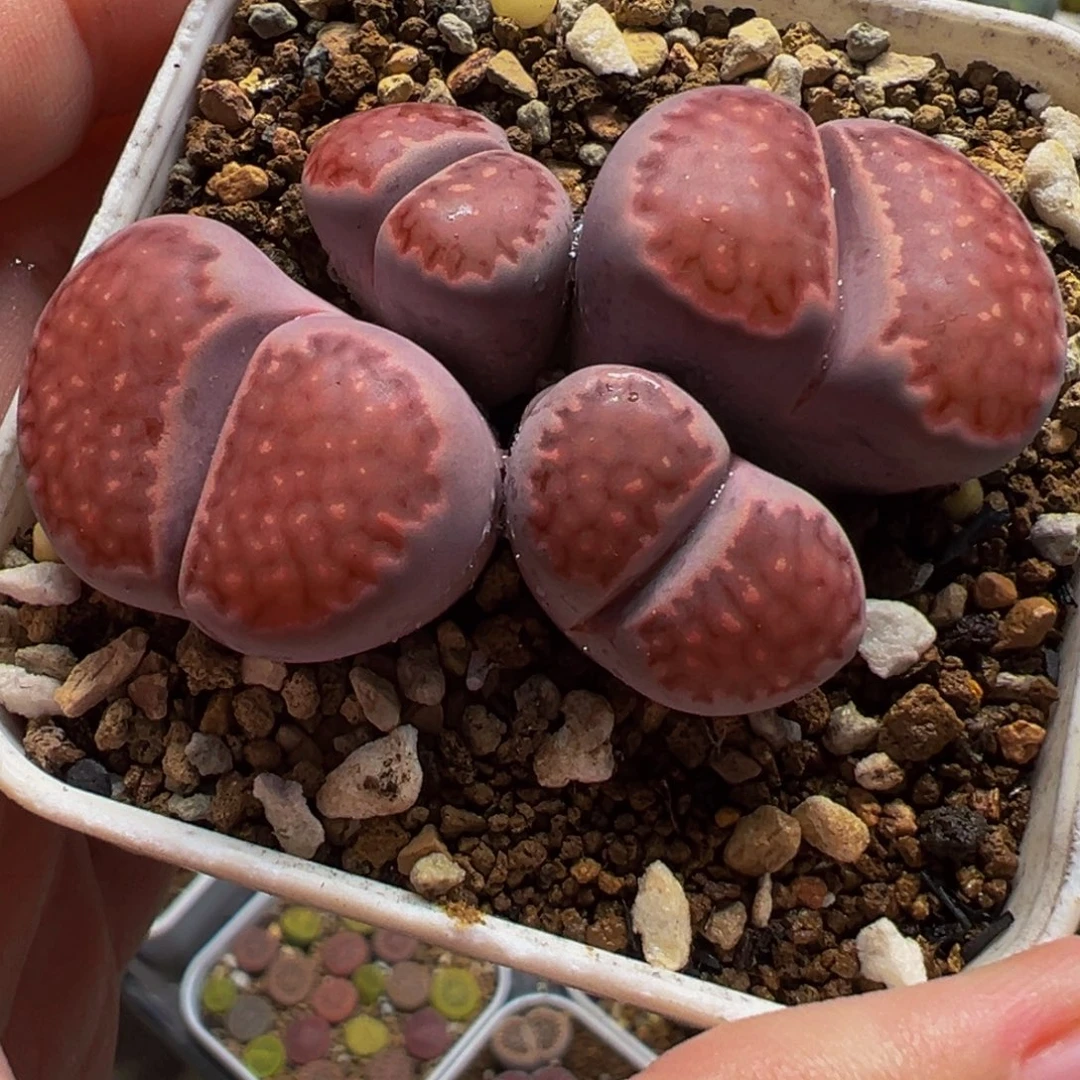 652多肉植物种类多样