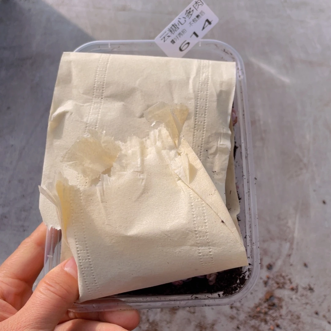 云糖心多肉植物614