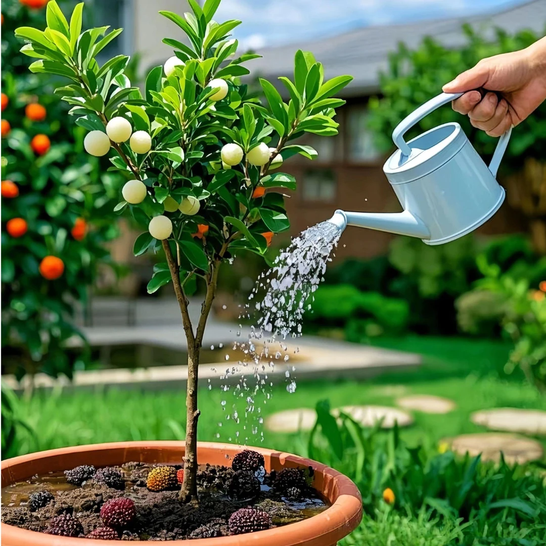 云南盆栽白水晶杨梅苗白杨梅杨梅树苗盆栽地栽南北种植 带土带叶