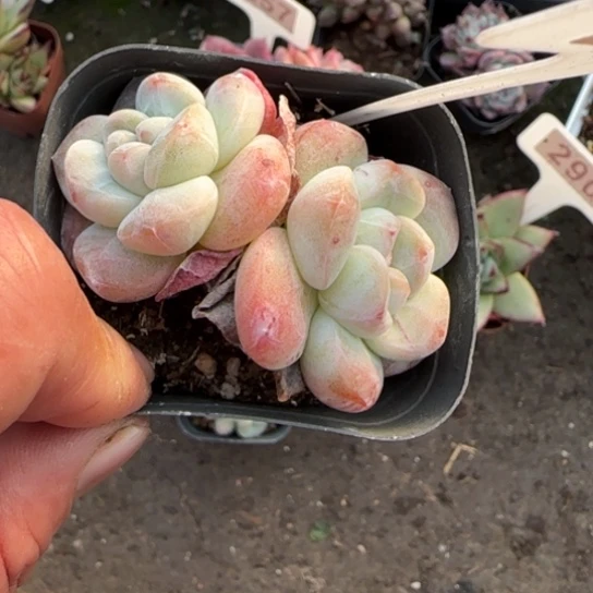 47冰玉多肉植物多