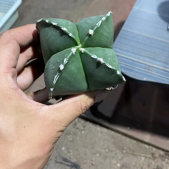 栀***开鸾凤玉实生脱土发货