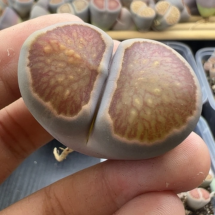 5380巨型菊3.6厘米福利