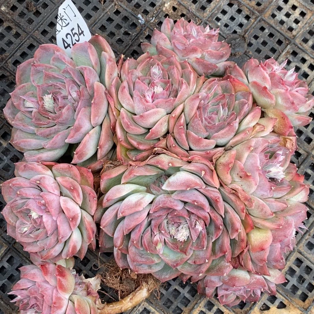 用****4杂交精品多肉4254