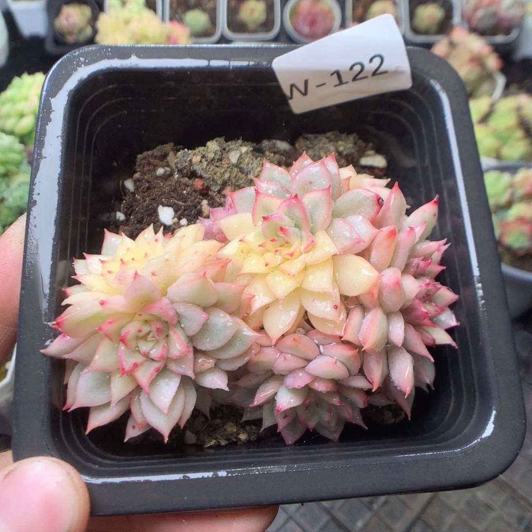 无花朵W122 yyyyyyyy