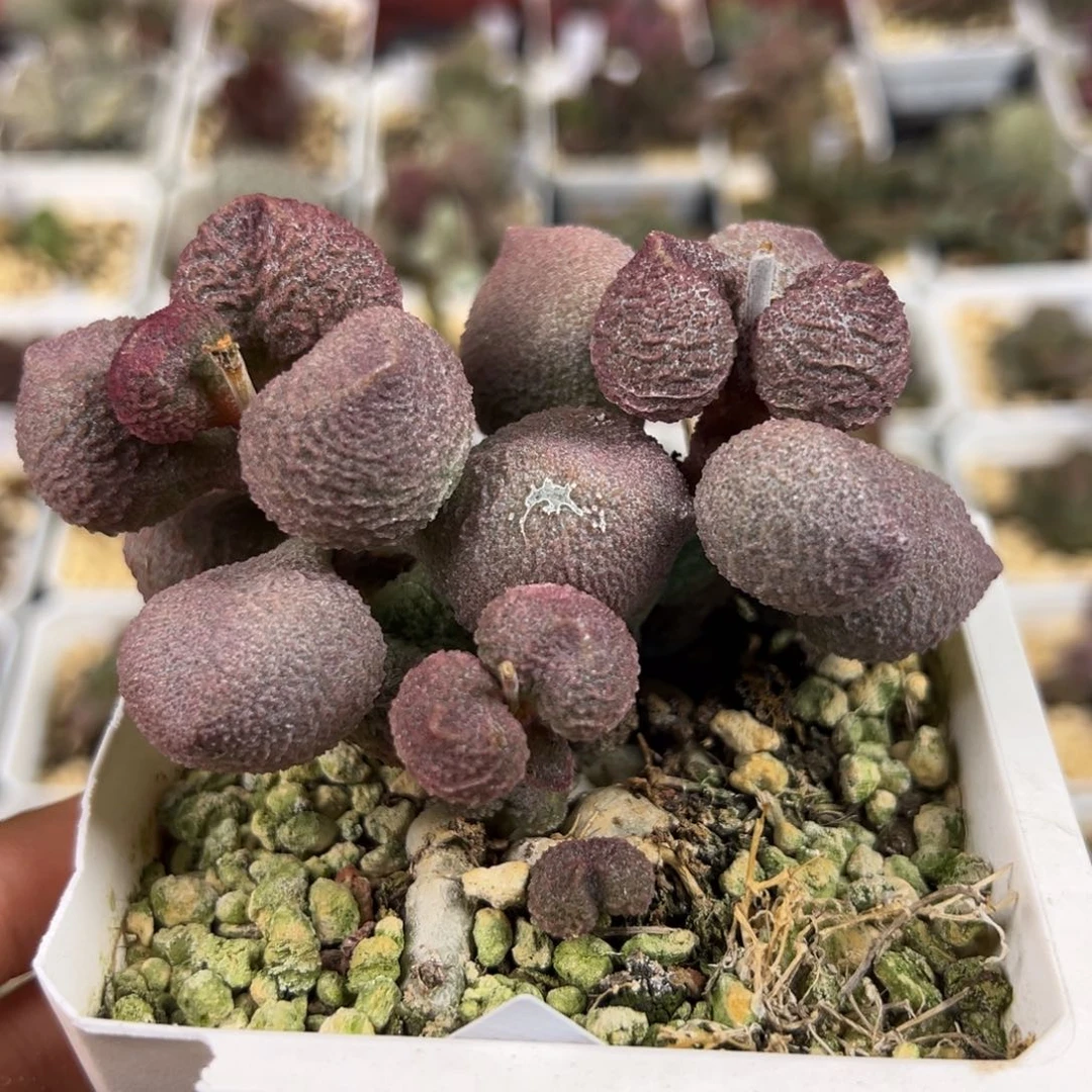 老桩十方盆水蜜桃