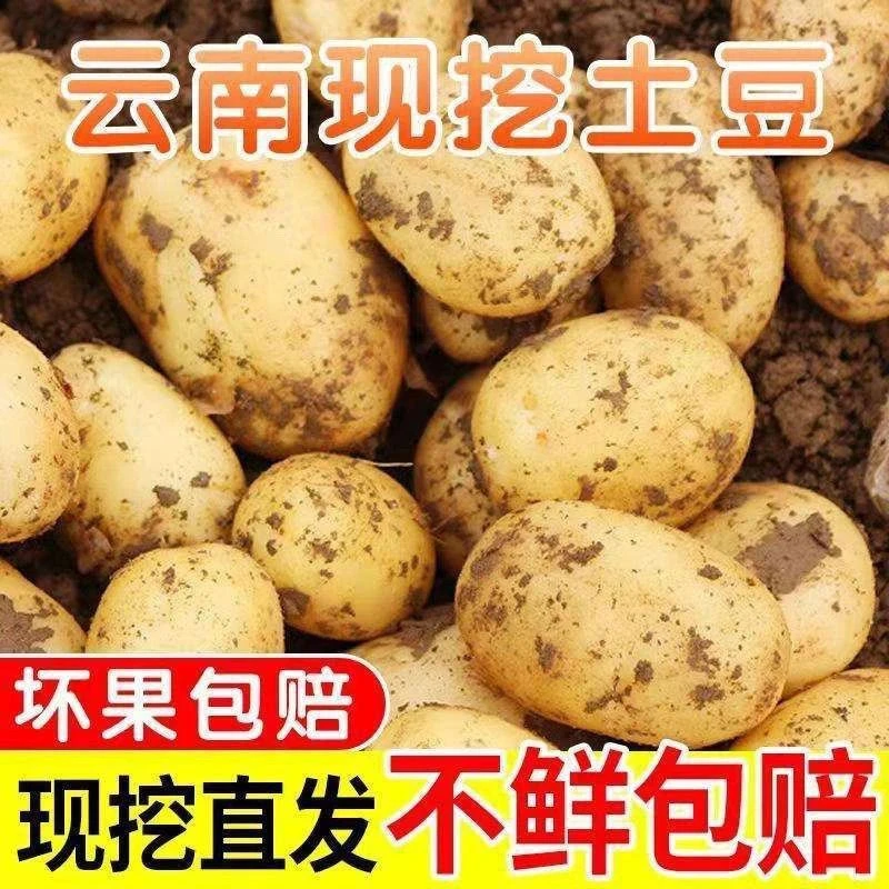 2025年云南新土豆洋芋新鲜土豆马铃薯高山种植软糯沙面土豆煎炸炒