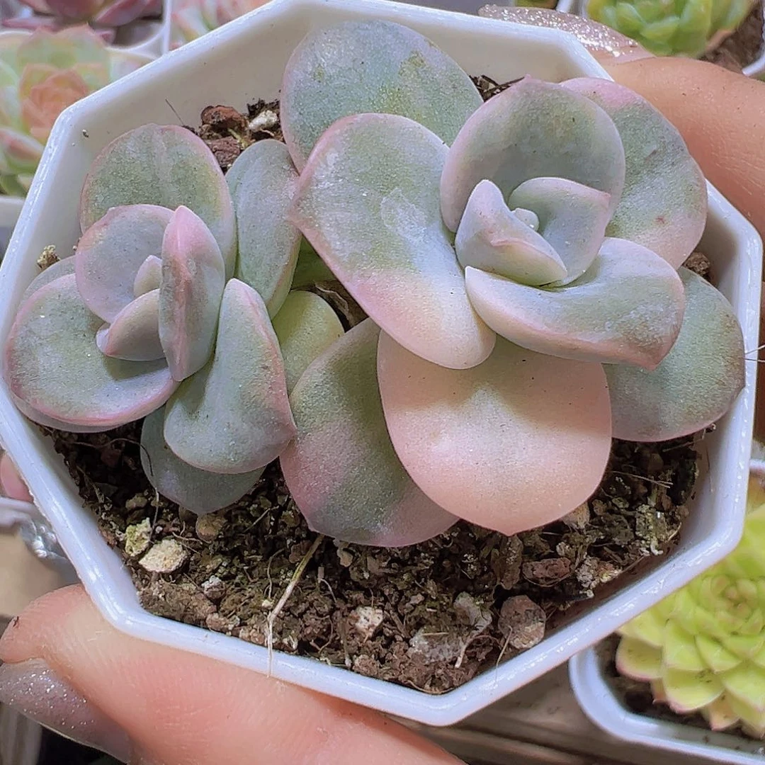 可爱玫瑰锦双头19包邮