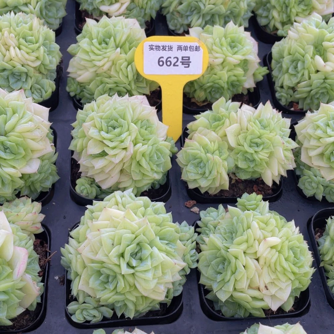 662号 果冻白天鹅麦秆群生一个