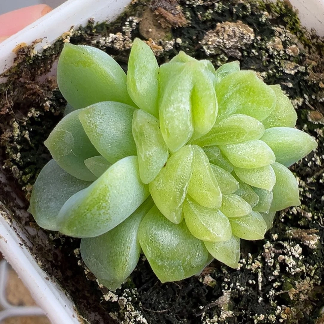 玉芙。疑似缀化。