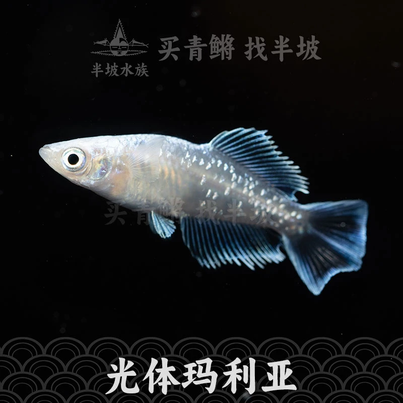 半坡水族观背青鳉光体玛丽亚不需要加温过滤淡水广温鱼不用加温