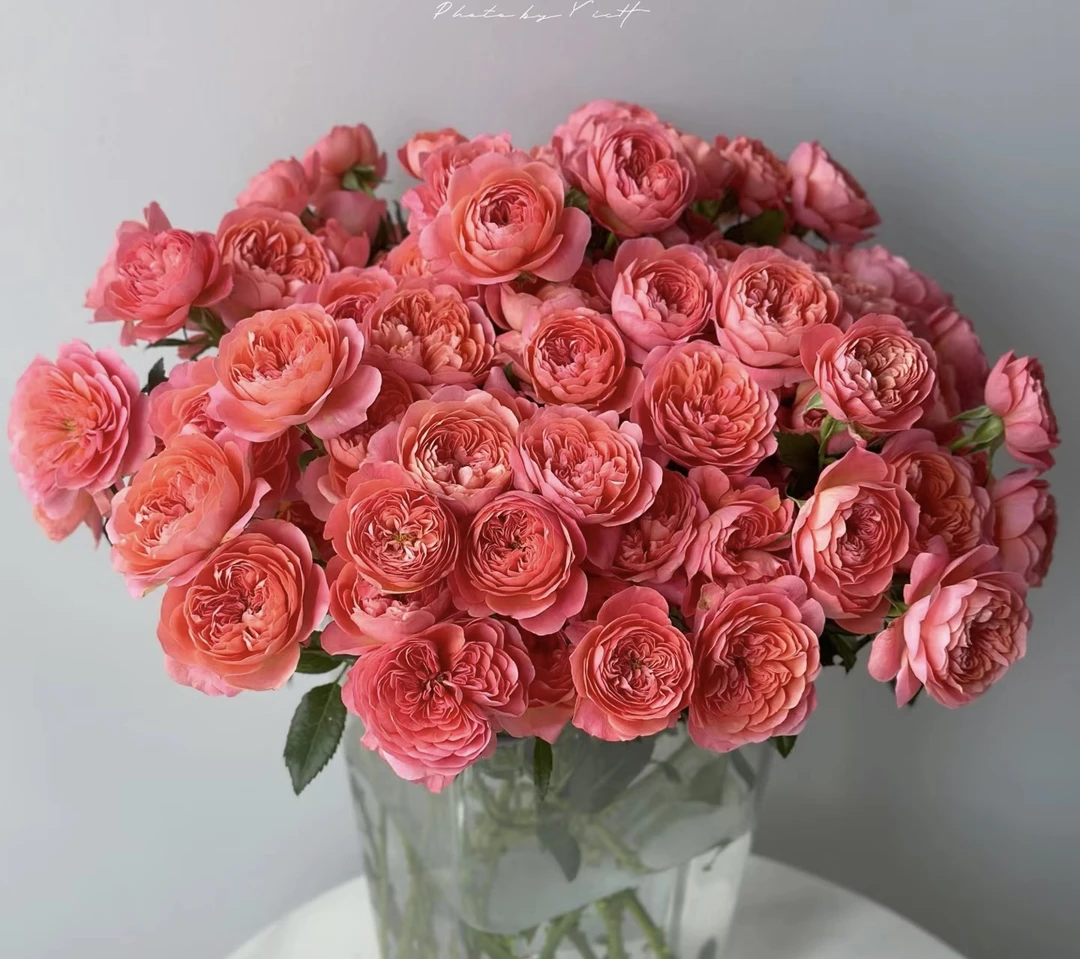 【红果汁阳台】多头玫瑰10支 已发货不支持退款换货