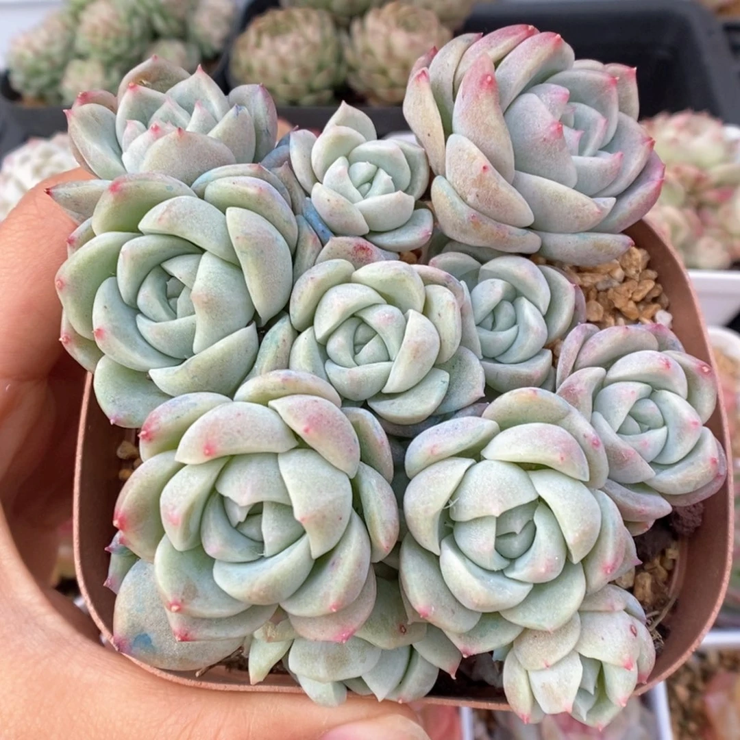 糖心珍妮群生可拍970号