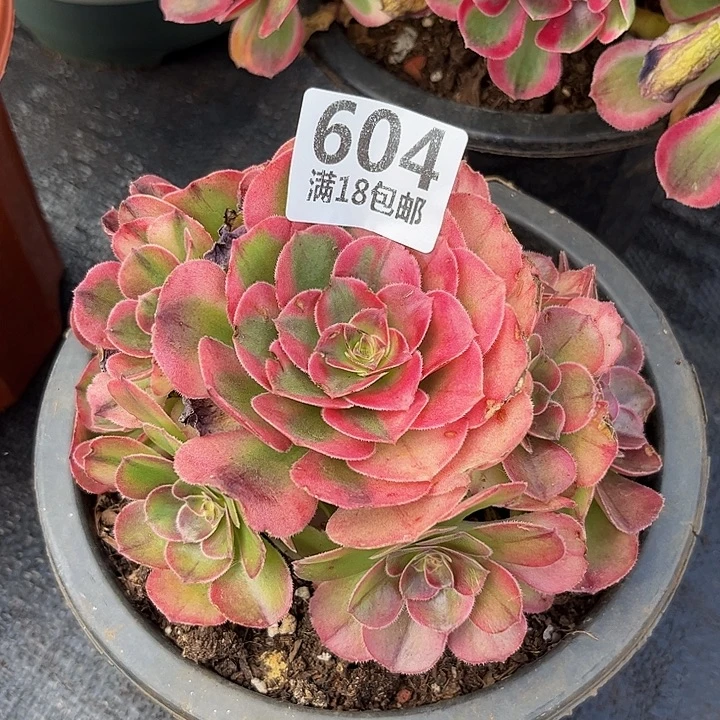 604荔枝朵朵无根福利