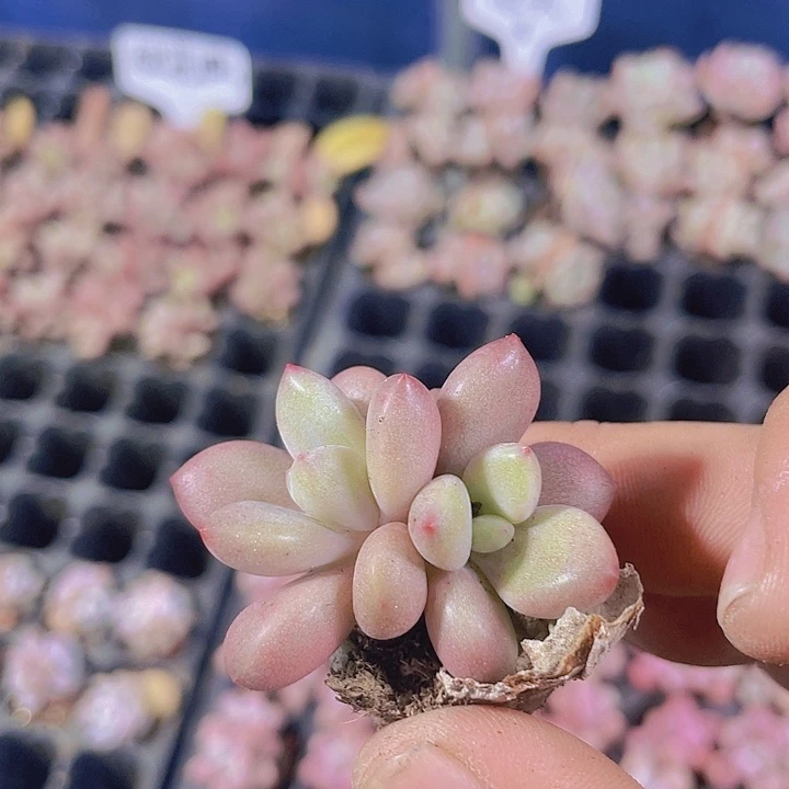 双头桃花源【满10颗包邮】